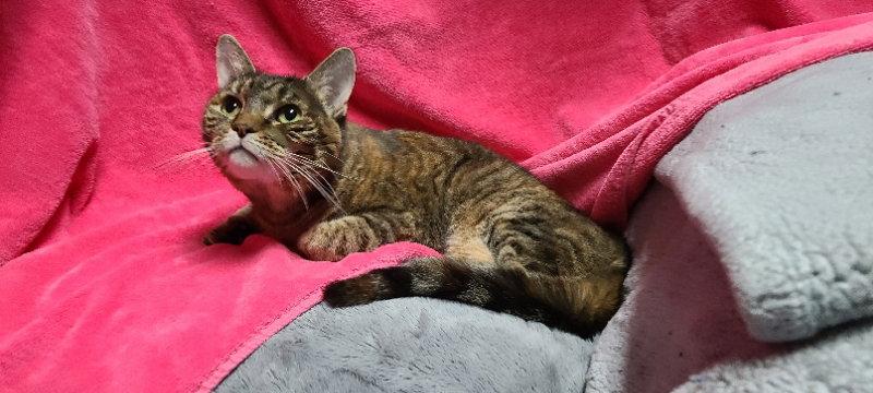 Cinnamon, a Adoptable Domestic Short Hair in Mesa, AZ image 1/3