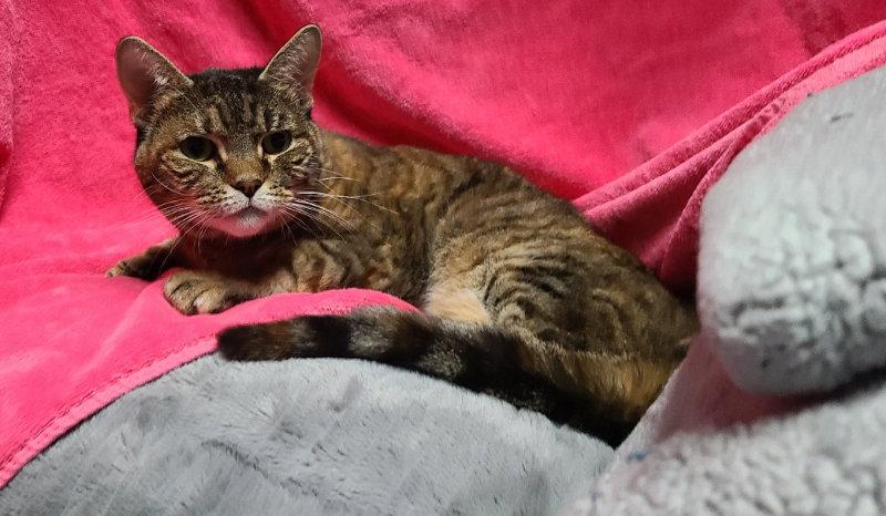 Cinnamon, a Adoptable Domestic Short Hair in Mesa, AZ image 3/3