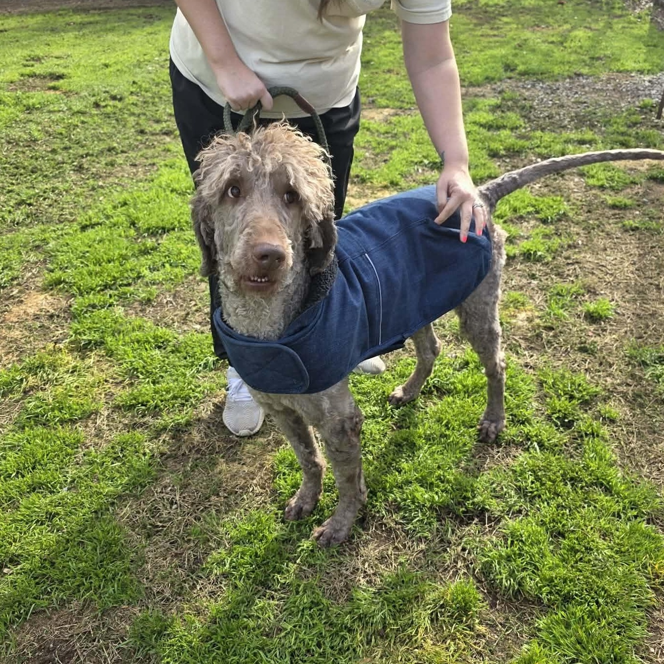 Enlarge Mark Ballas, a ADOPTABLE Poodle in Brooklyn, NY image 2/3