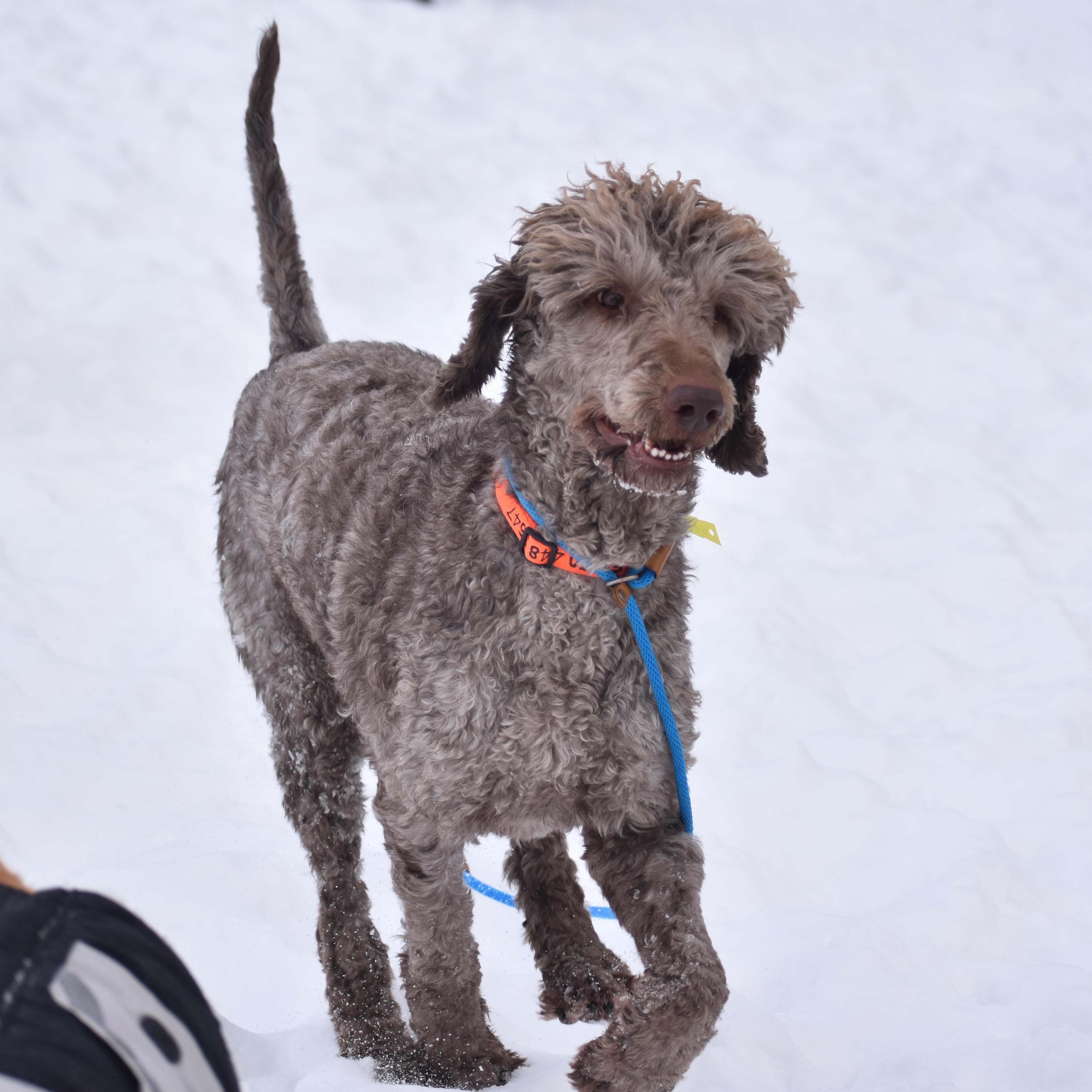Mark Ballas, ADOPTABLE, Adult Male Poodle.