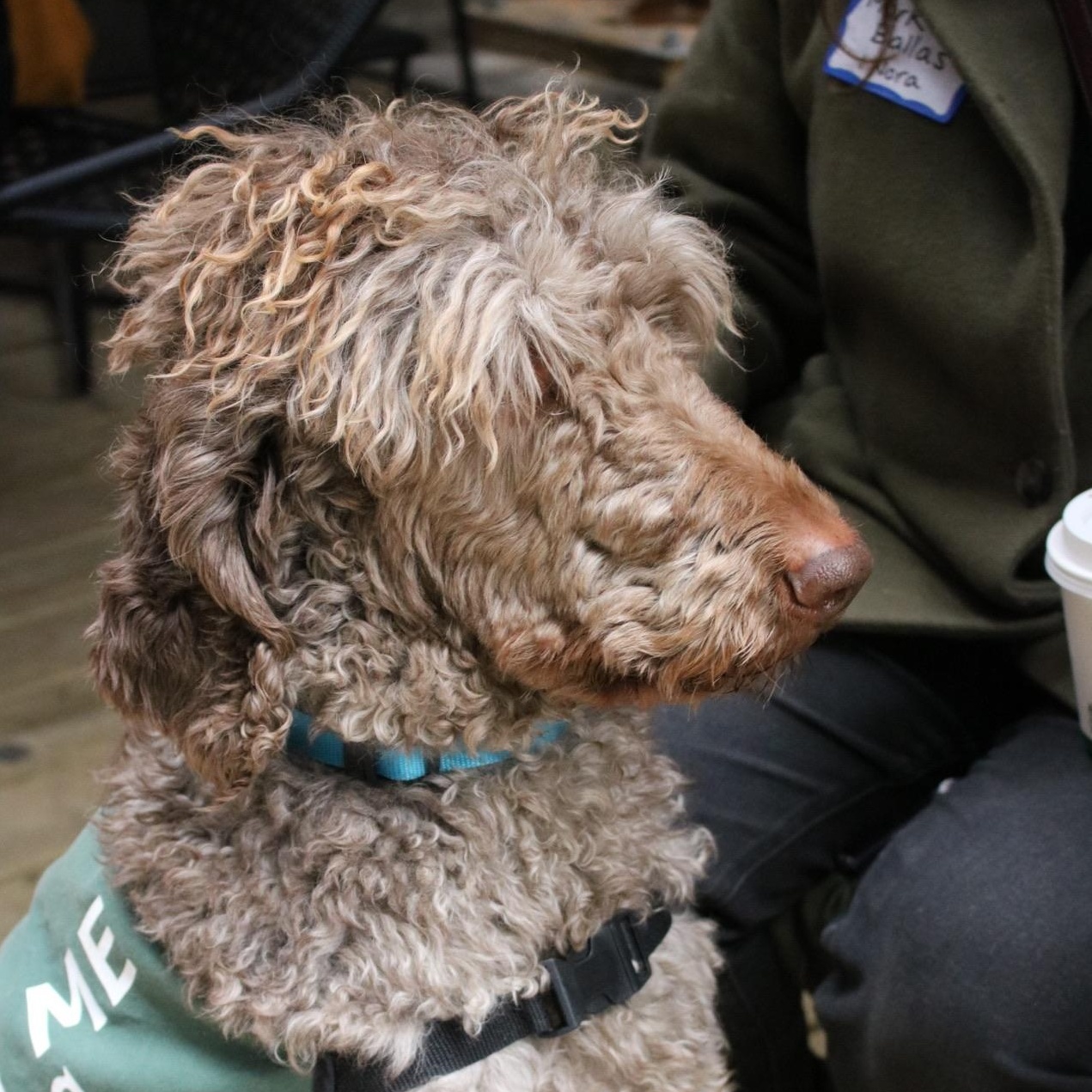 Enlarge Mark Ballas, a ADOPTABLE Poodle in Brooklyn, NY image 3/6