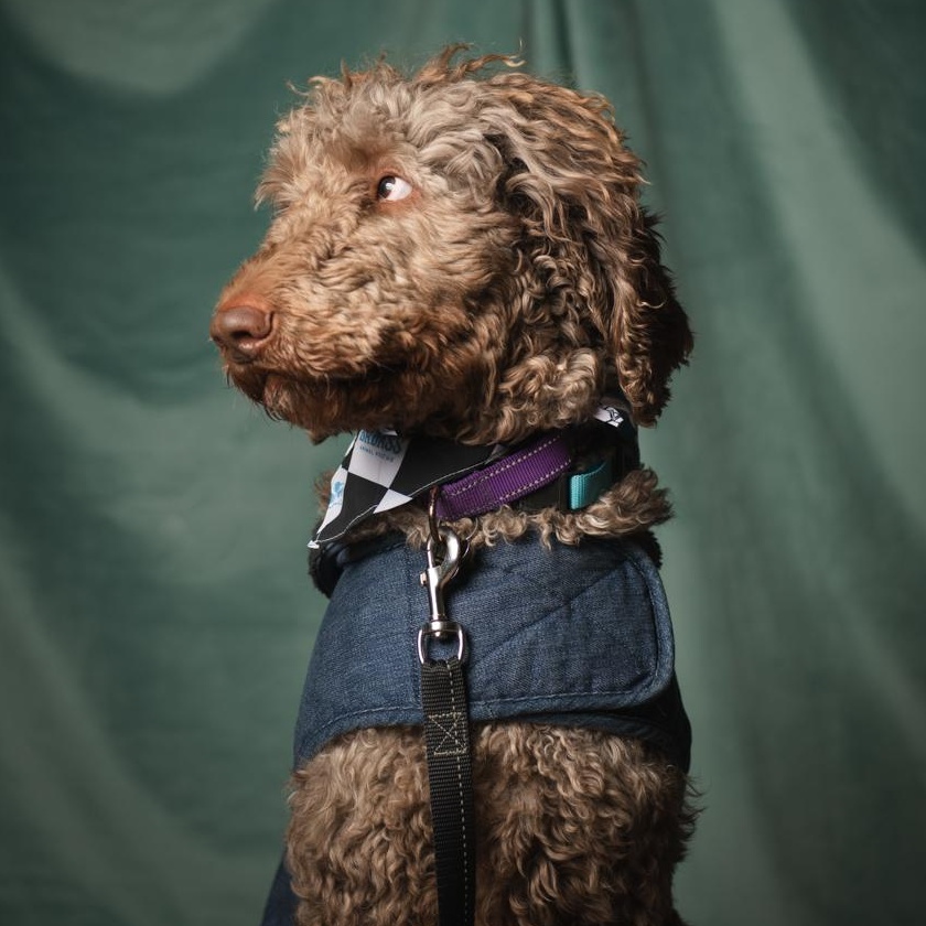 Mark Ballas, ADOPTABLE, Adult Male Poodle.