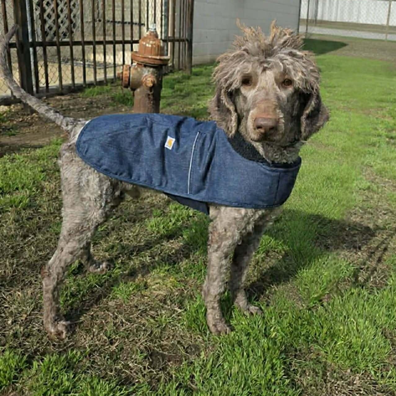 Enlarge Mark Ballas, a ADOPTABLE Poodle in Brooklyn, NY image 1/3