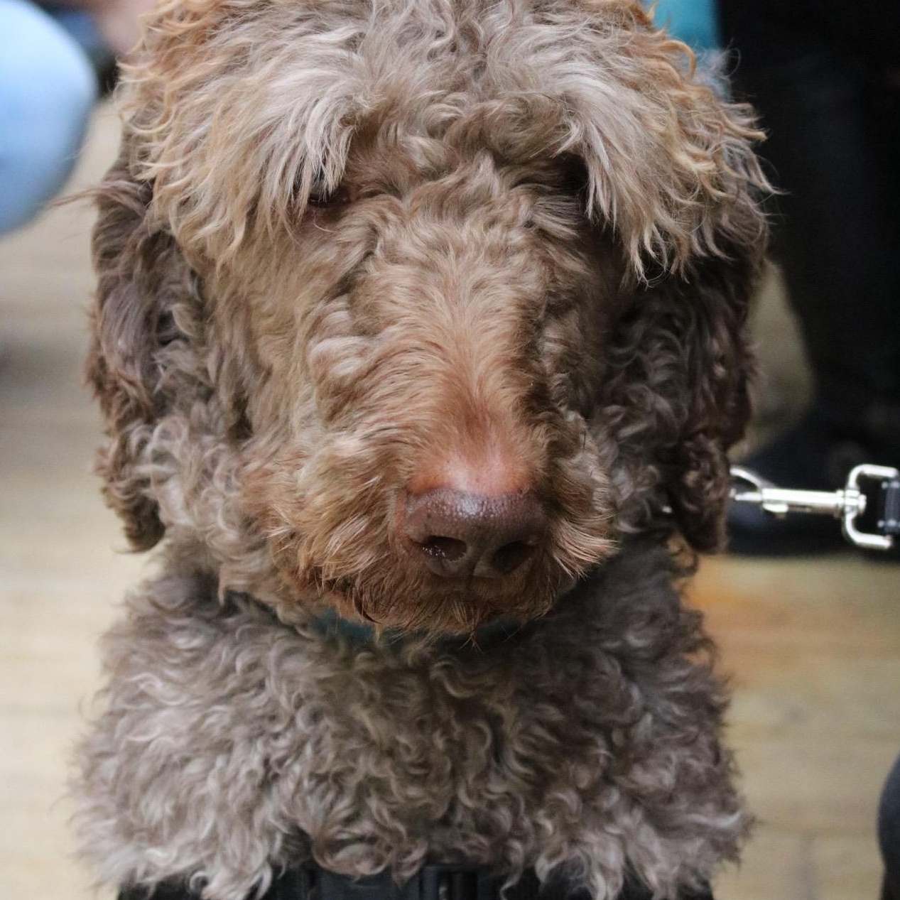 Enlarge Mark Ballas, a ADOPTABLE Poodle in Brooklyn, NY image 6/6