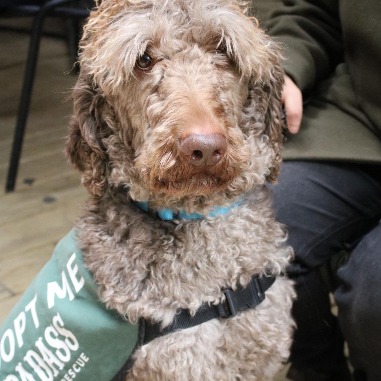 Enlarge Mark Ballas, a ADOPTABLE Poodle in Brooklyn, NY image 2/6