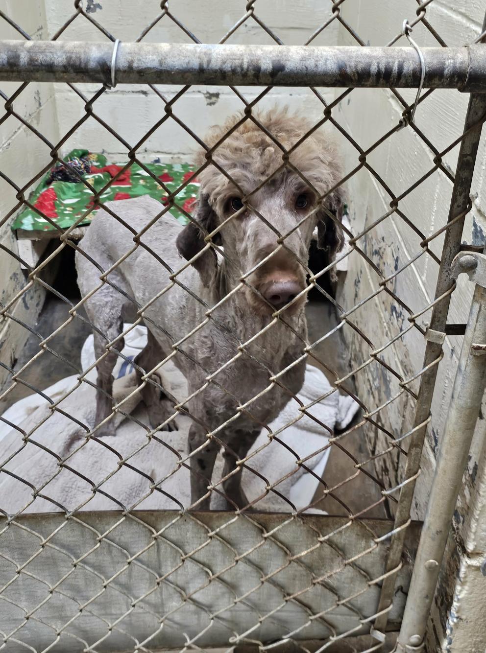 Enlarge Mark Ballas, a ADOPTABLE Poodle in Brooklyn, NY image 3/3