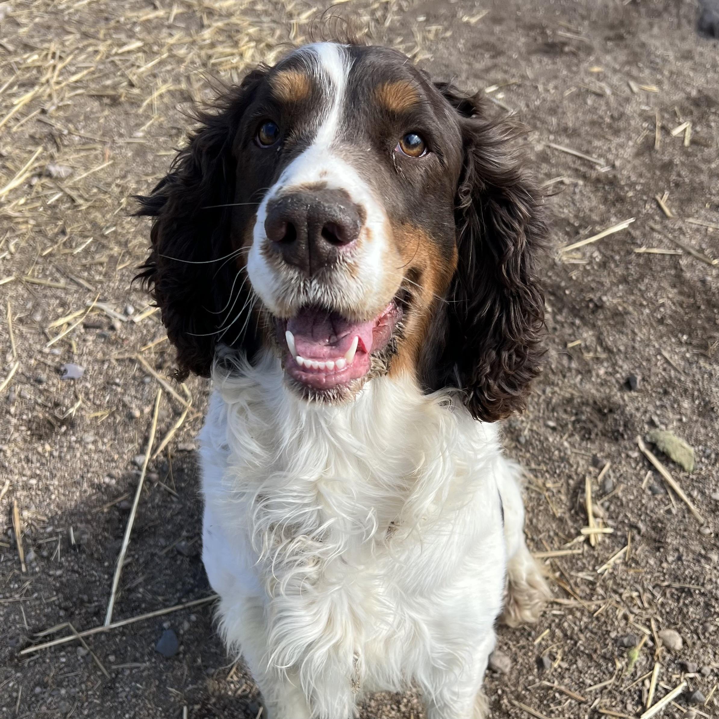 Spencer, adopted, Adult Male English Springer Spaniel.