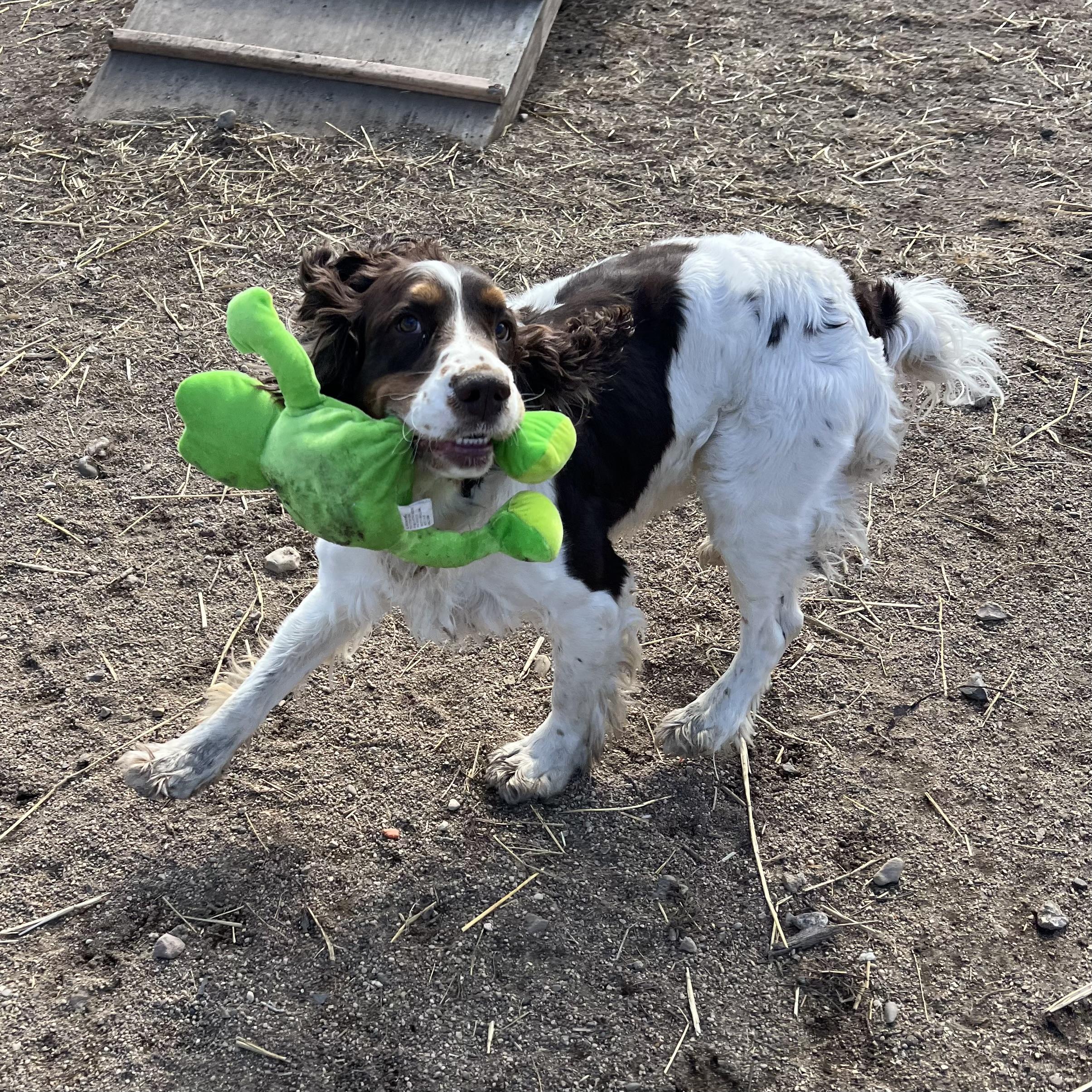 Enlarge Spencer, an adopted mixed breed in Fairmont, MN image 3/6