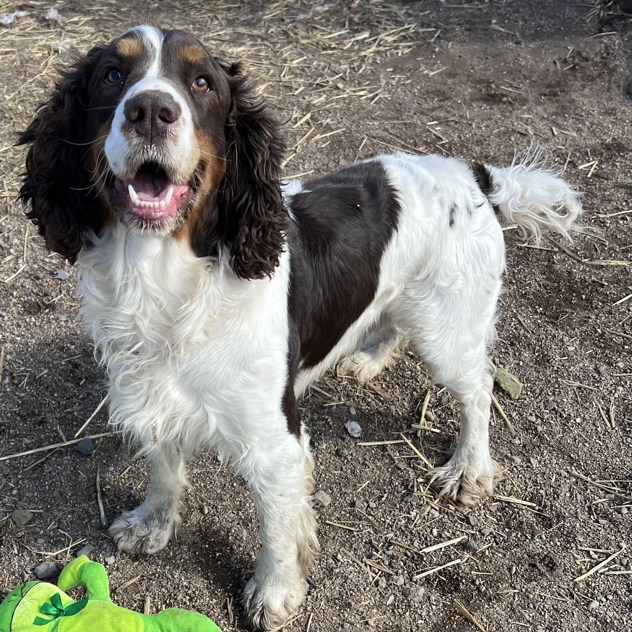 Enlarge Spencer, an adopted mixed breed in Fairmont, MN image 2/6