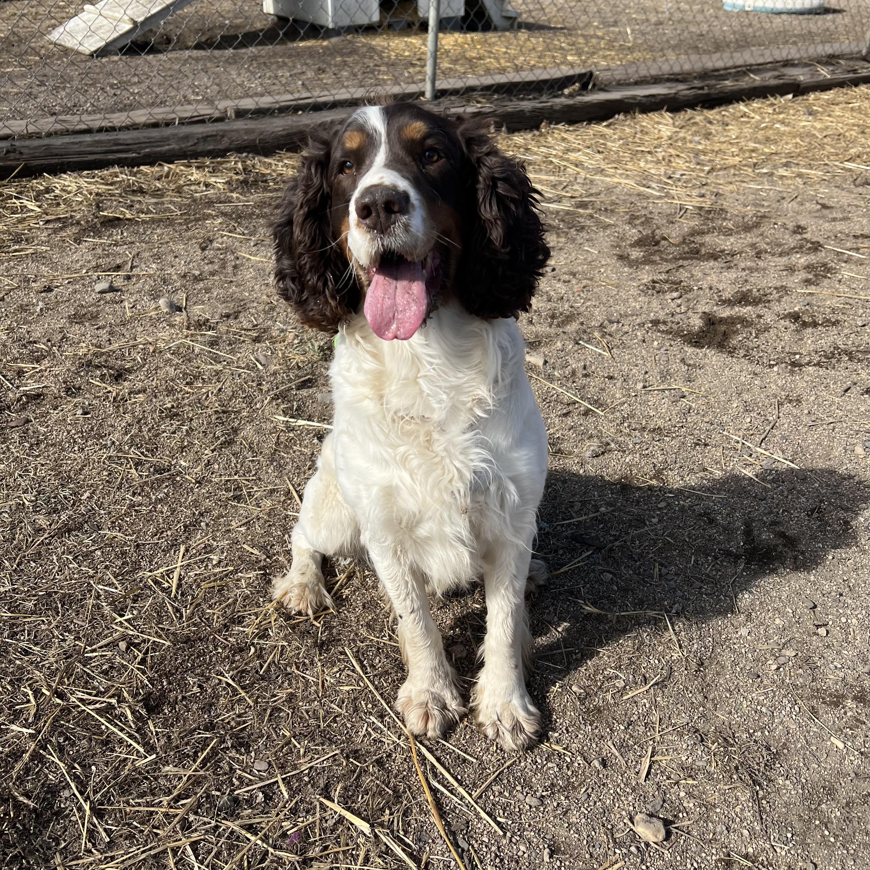 Enlarge Spencer, an adopted mixed breed in Fairmont, MN image 6/6
