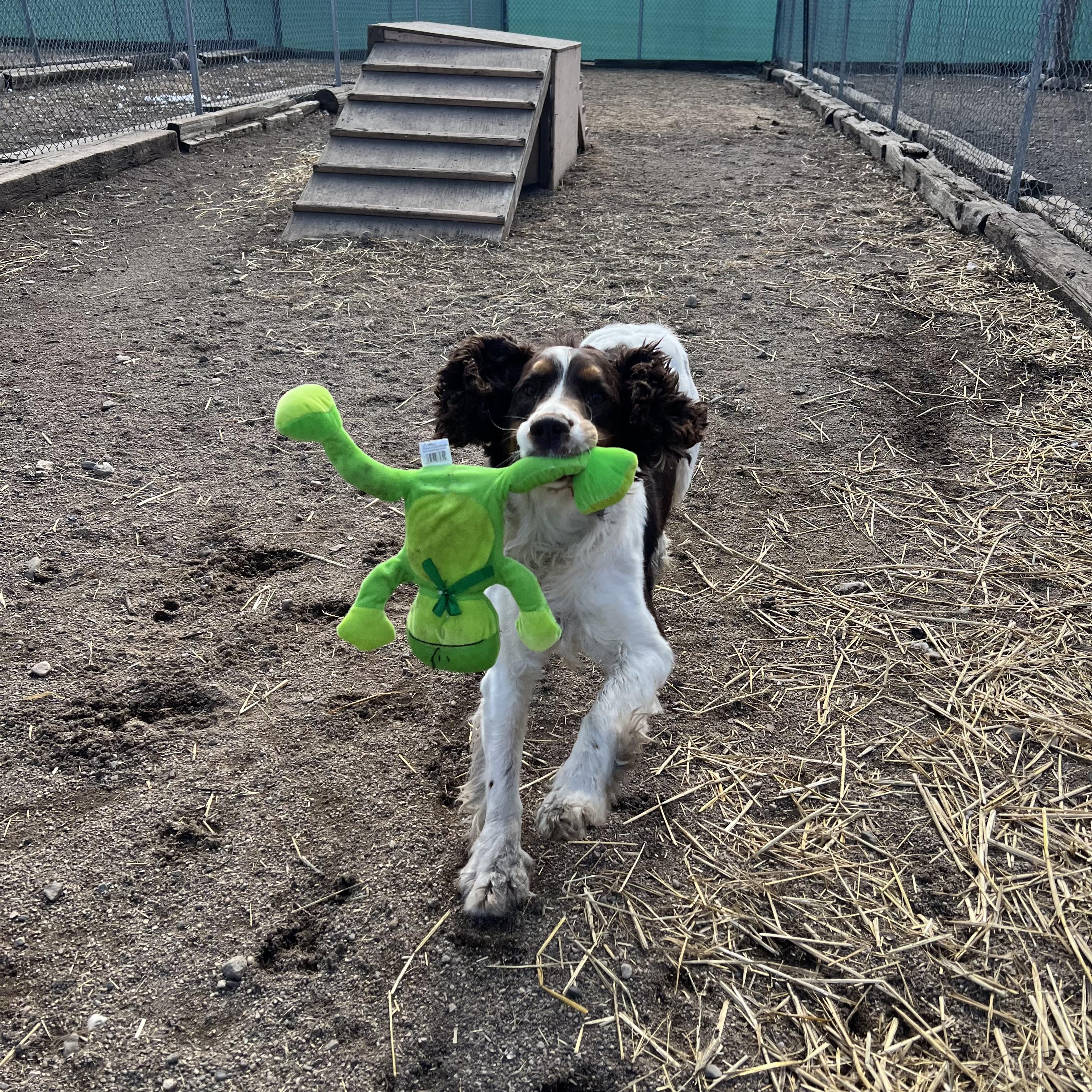 Enlarge Spencer, an adopted mixed breed in Fairmont, MN image 5/6