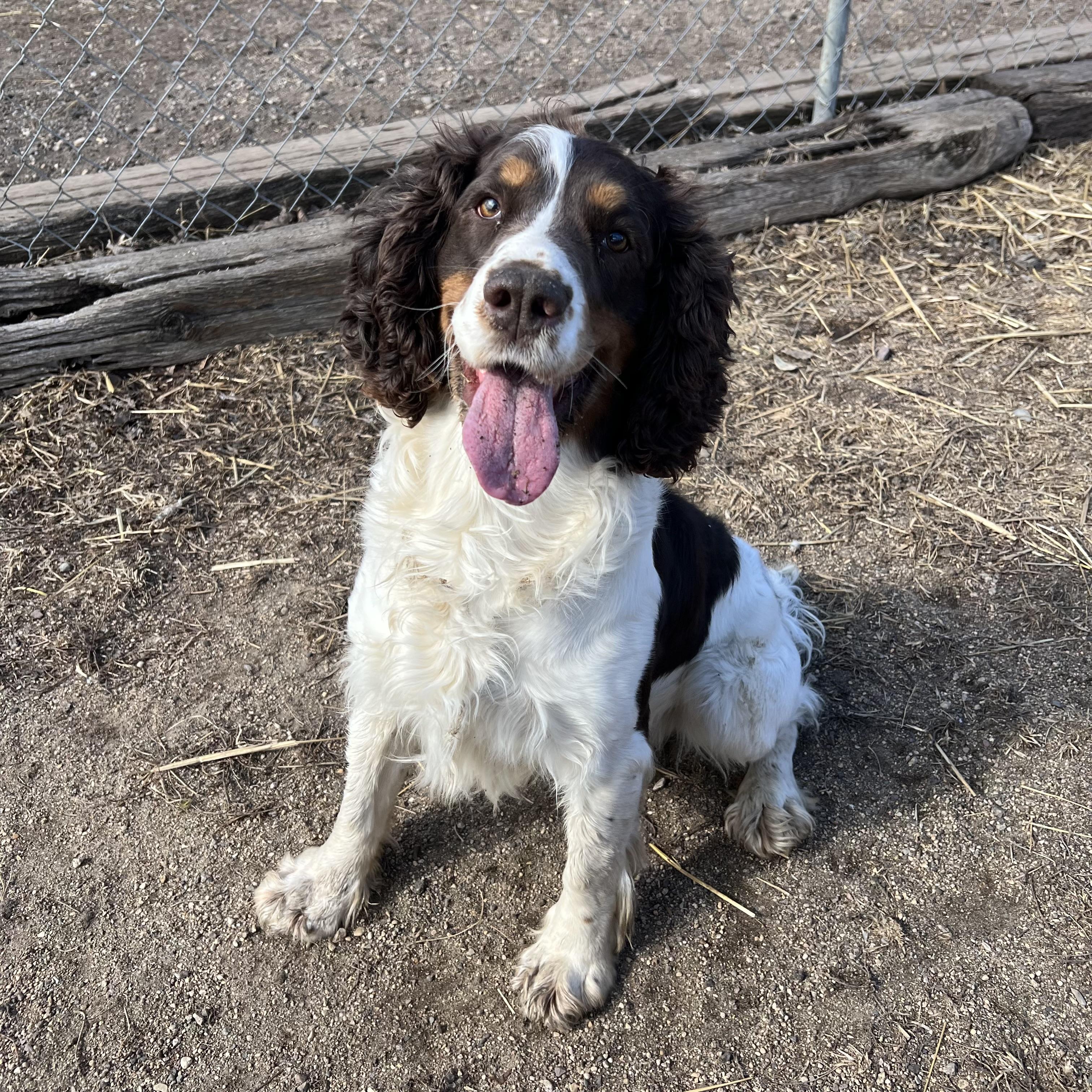 Enlarge Spencer, an adopted mixed breed in Fairmont, MN image 4/6