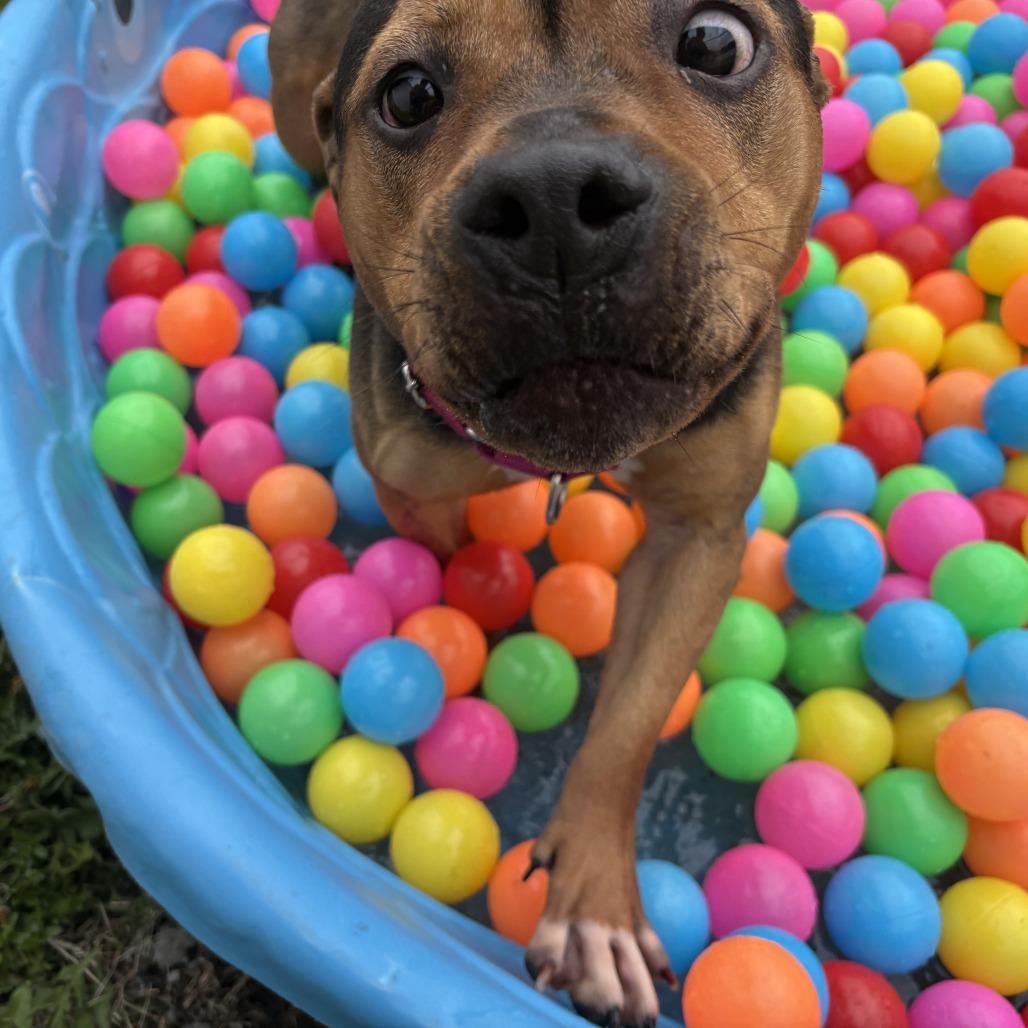Snickers, Adoptable, Adult Female Mixed Breed.