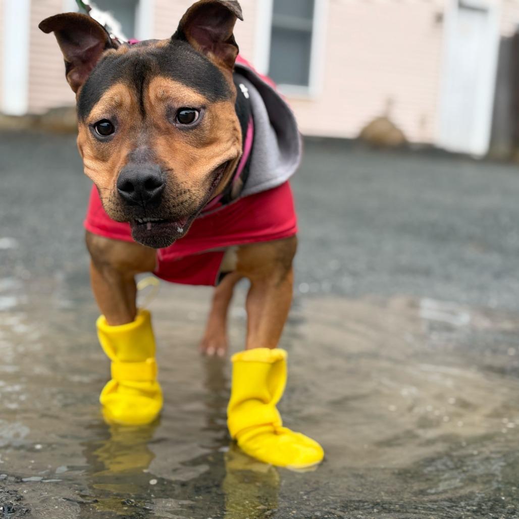 Snickers, a Adoptable Mixed Breed in Enfield, NH image 1/5