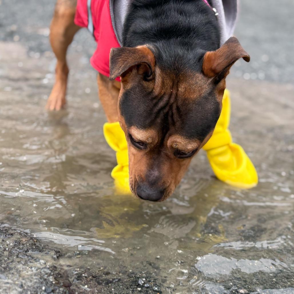Snickers, a Adoptable Mixed Breed in Enfield, NH image 2/5