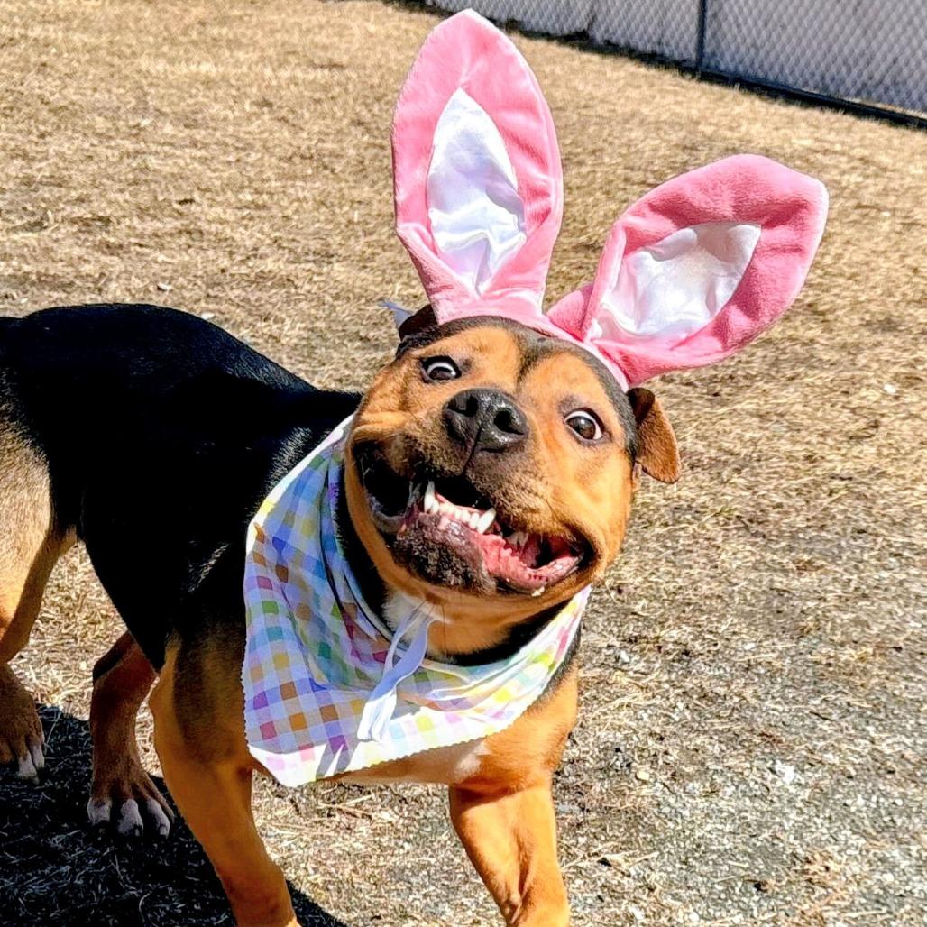 Snickers, a Adoptable Mixed Breed in Enfield, NH image 3/5