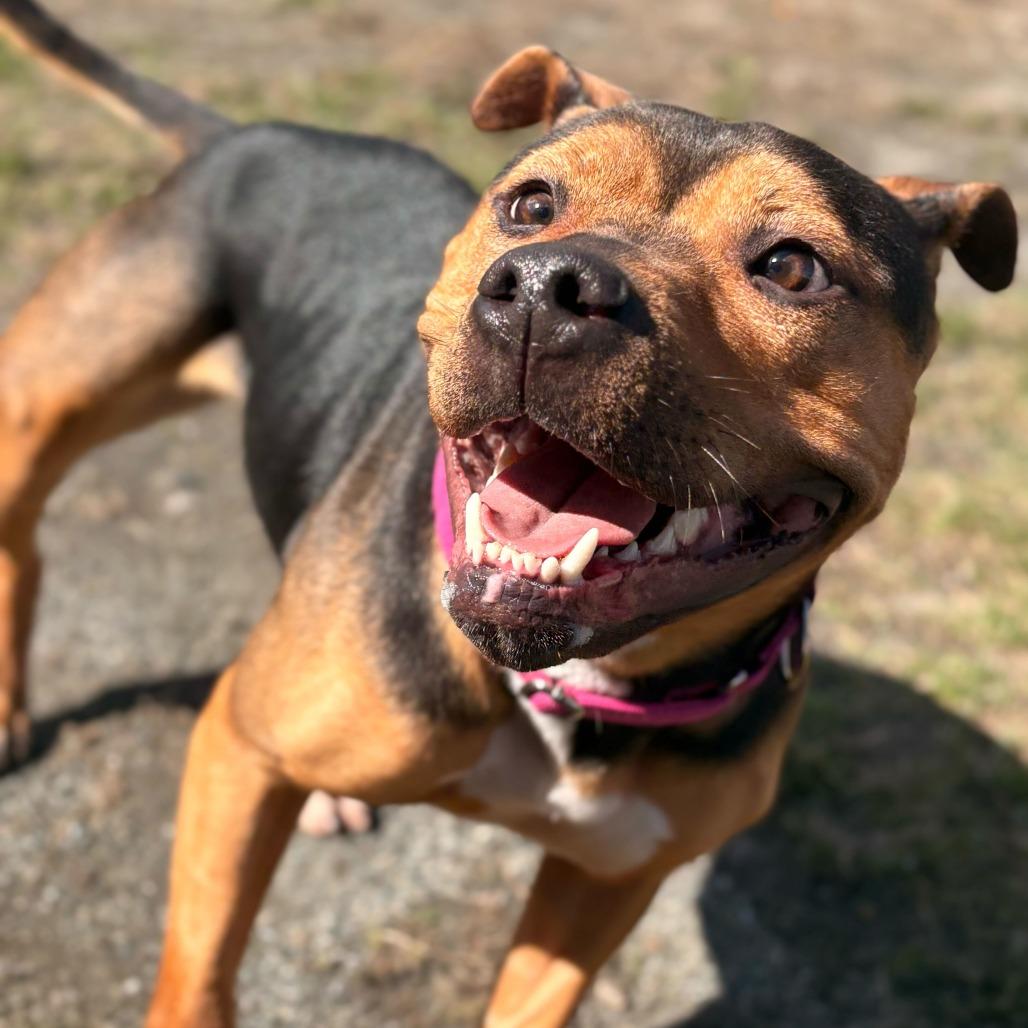 Enlarge Snickers, a Adoptable Mixed Breed in Enfield, NH image 4/6