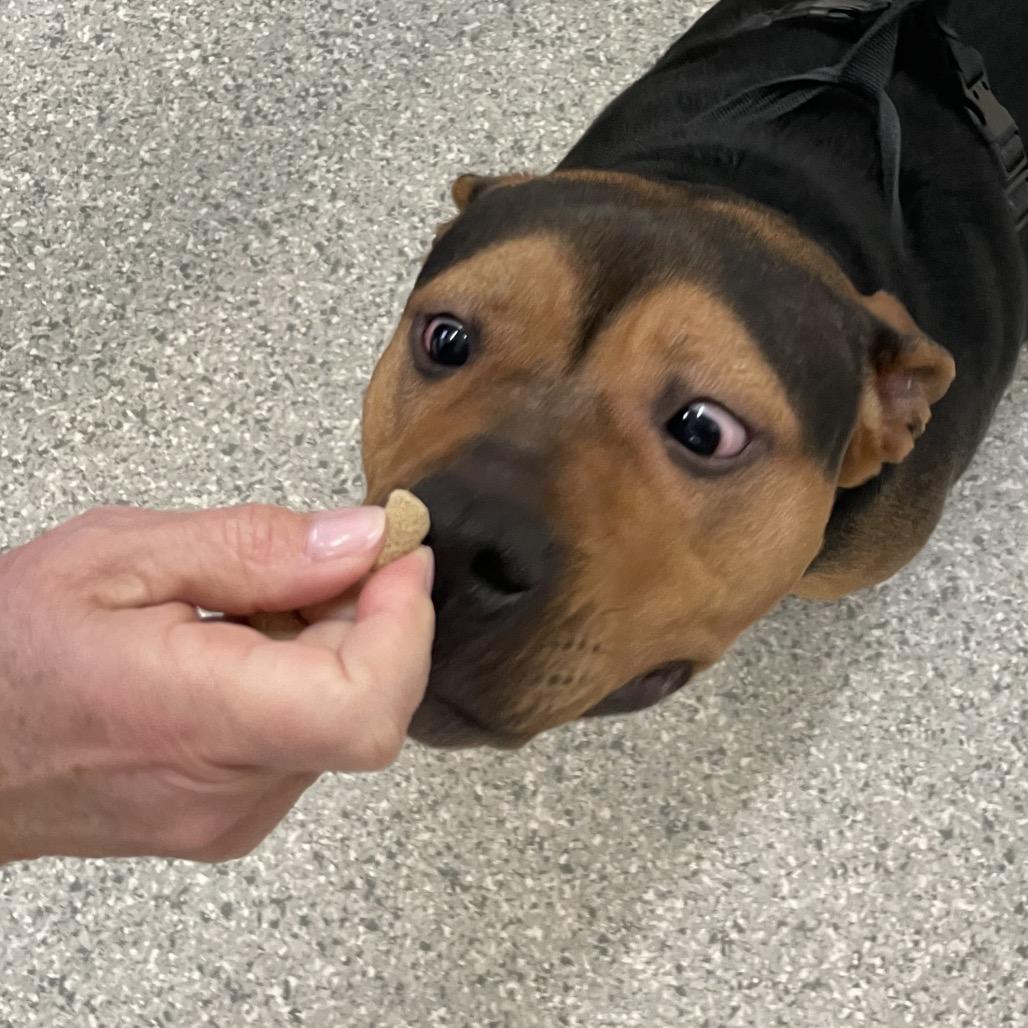 Enlarge Snickers, a Adoptable Mixed Breed in Enfield, NH image 1/2