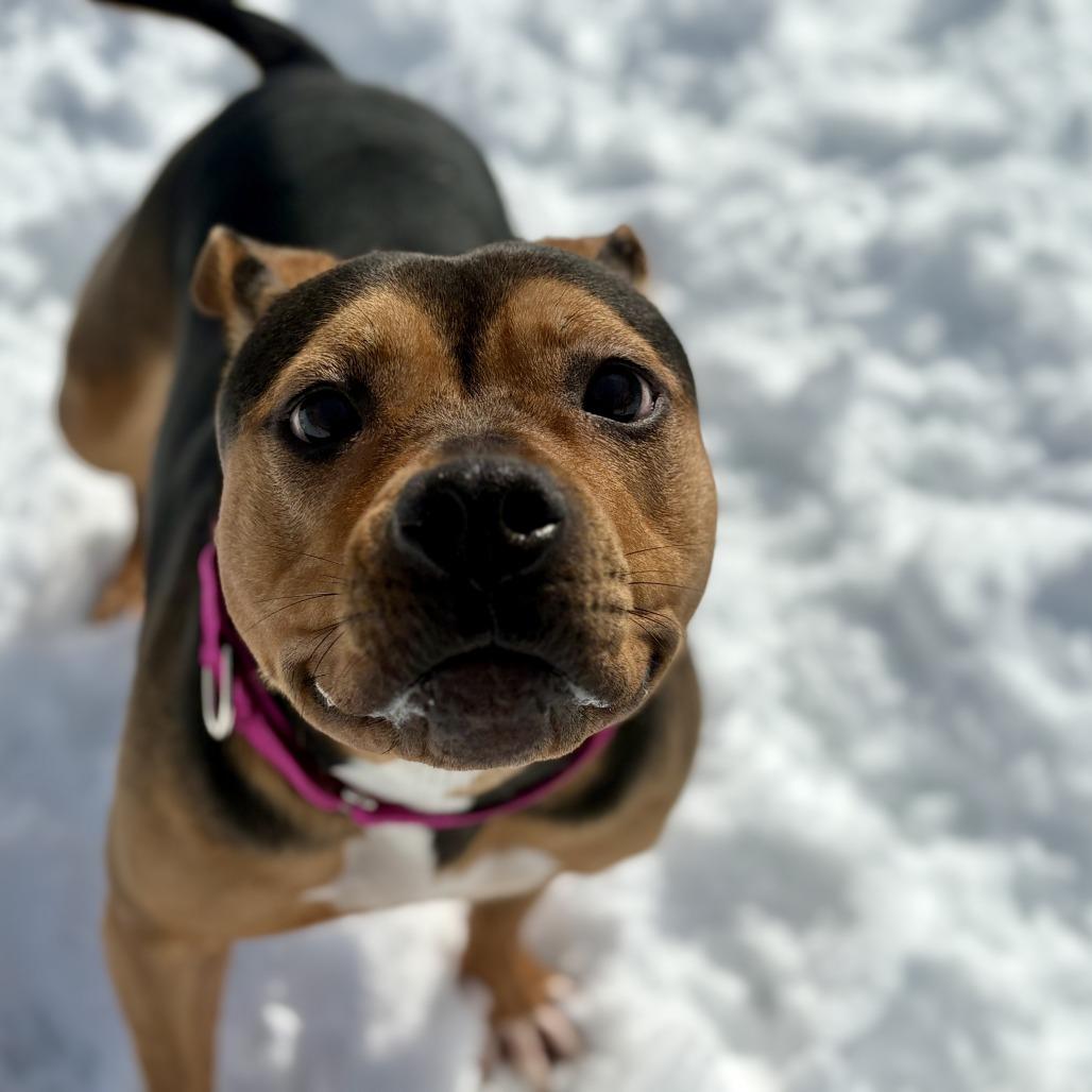 Enlarge Snickers, a Adoptable Mixed Breed in Enfield, NH image 2/2