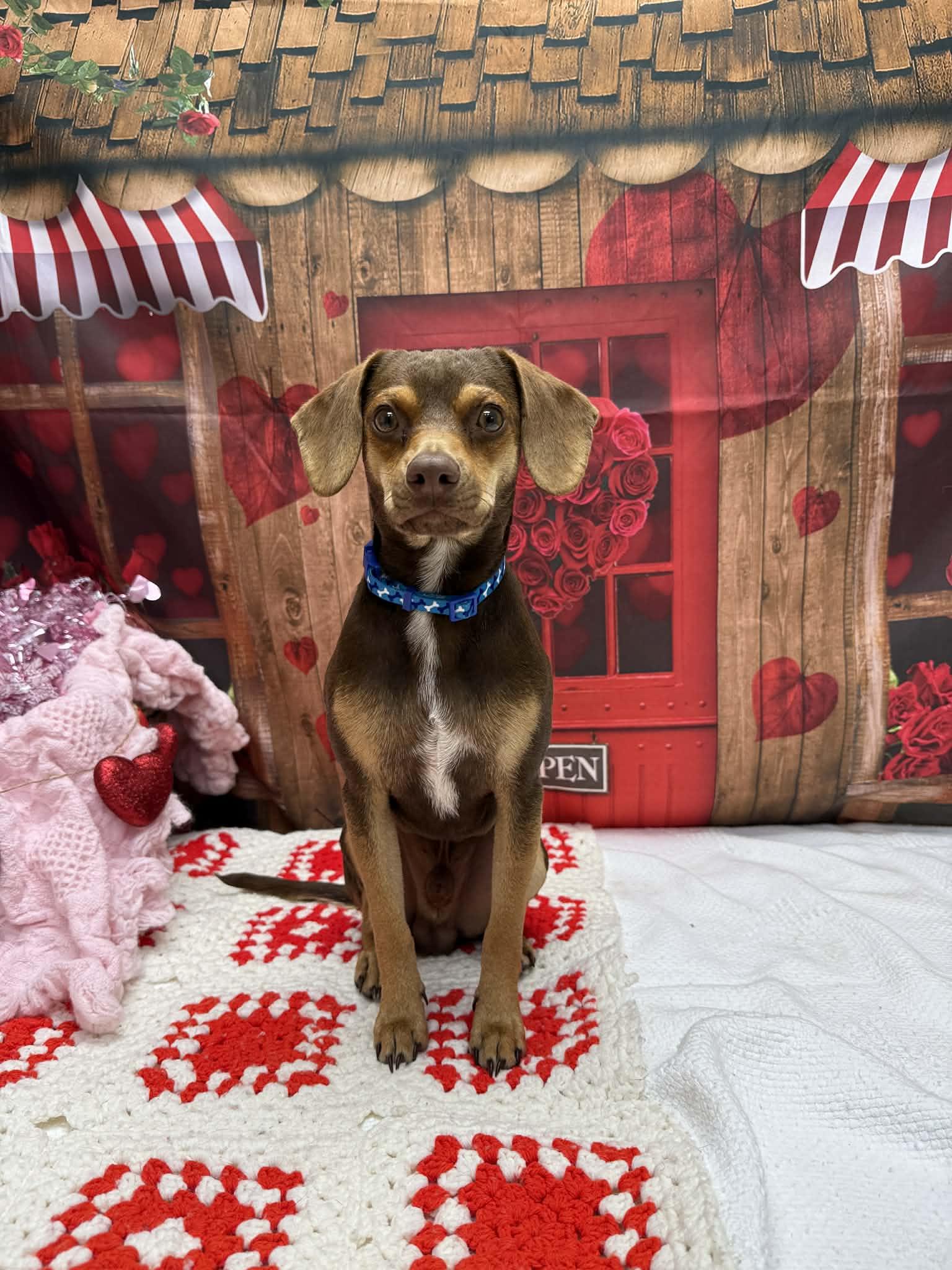 Bratwurst, adopted, Adult Male Dachshund & Chihuahua.