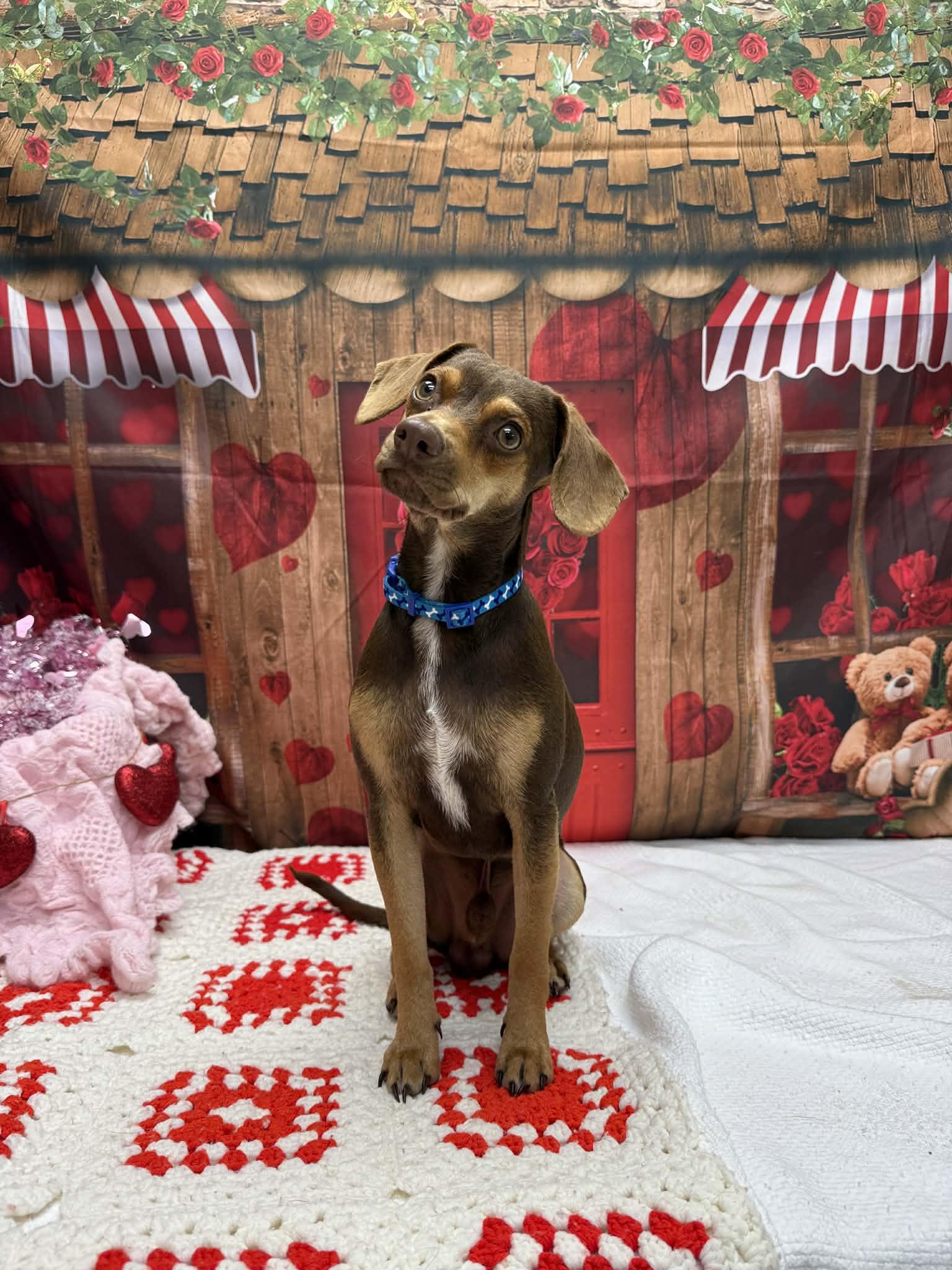 Bratwurst, an adopted mixed breed in Statesboro, GA image 4/6