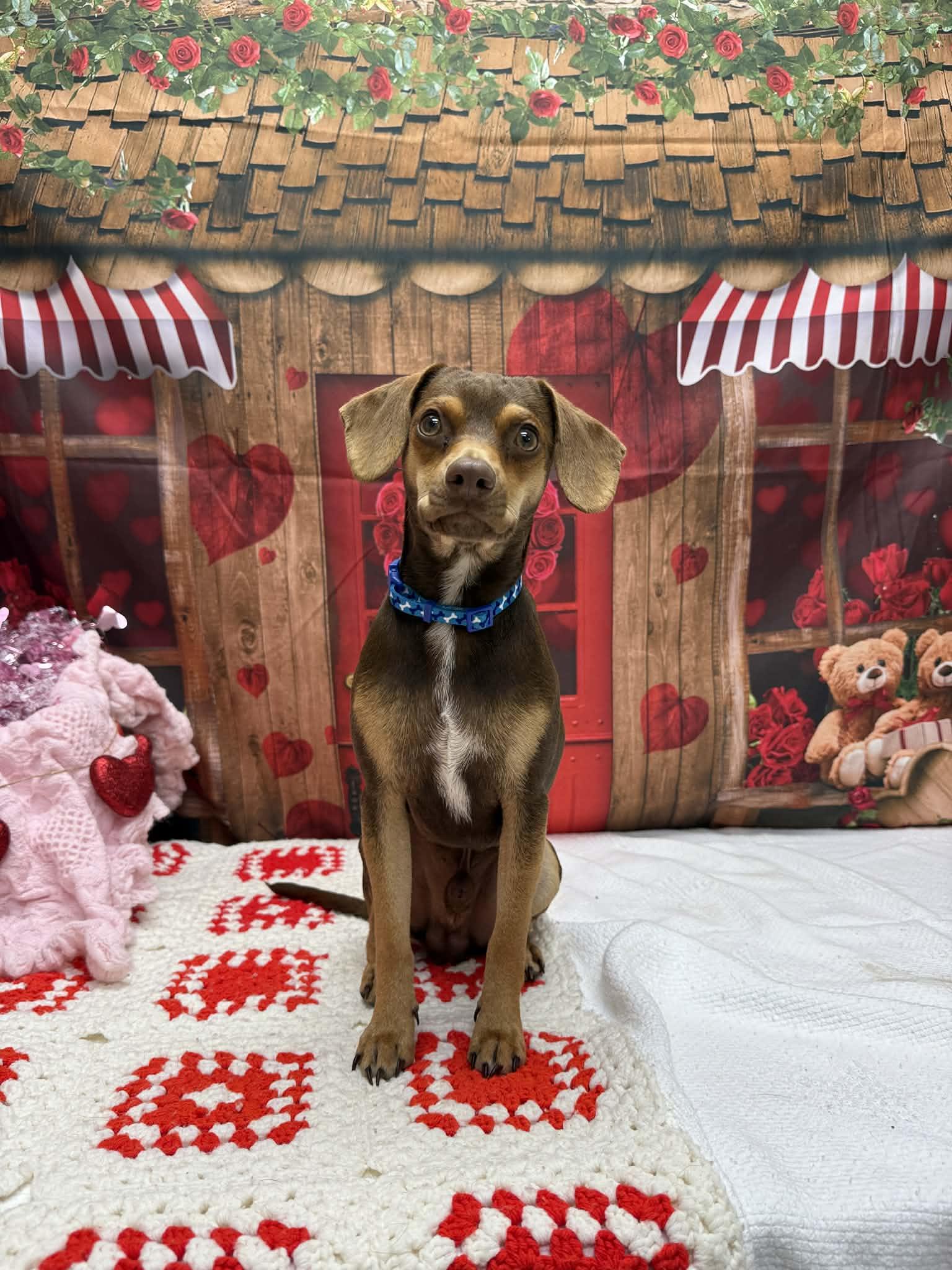 Bratwurst, an adopted mixed breed in Statesboro, GA image 3/6