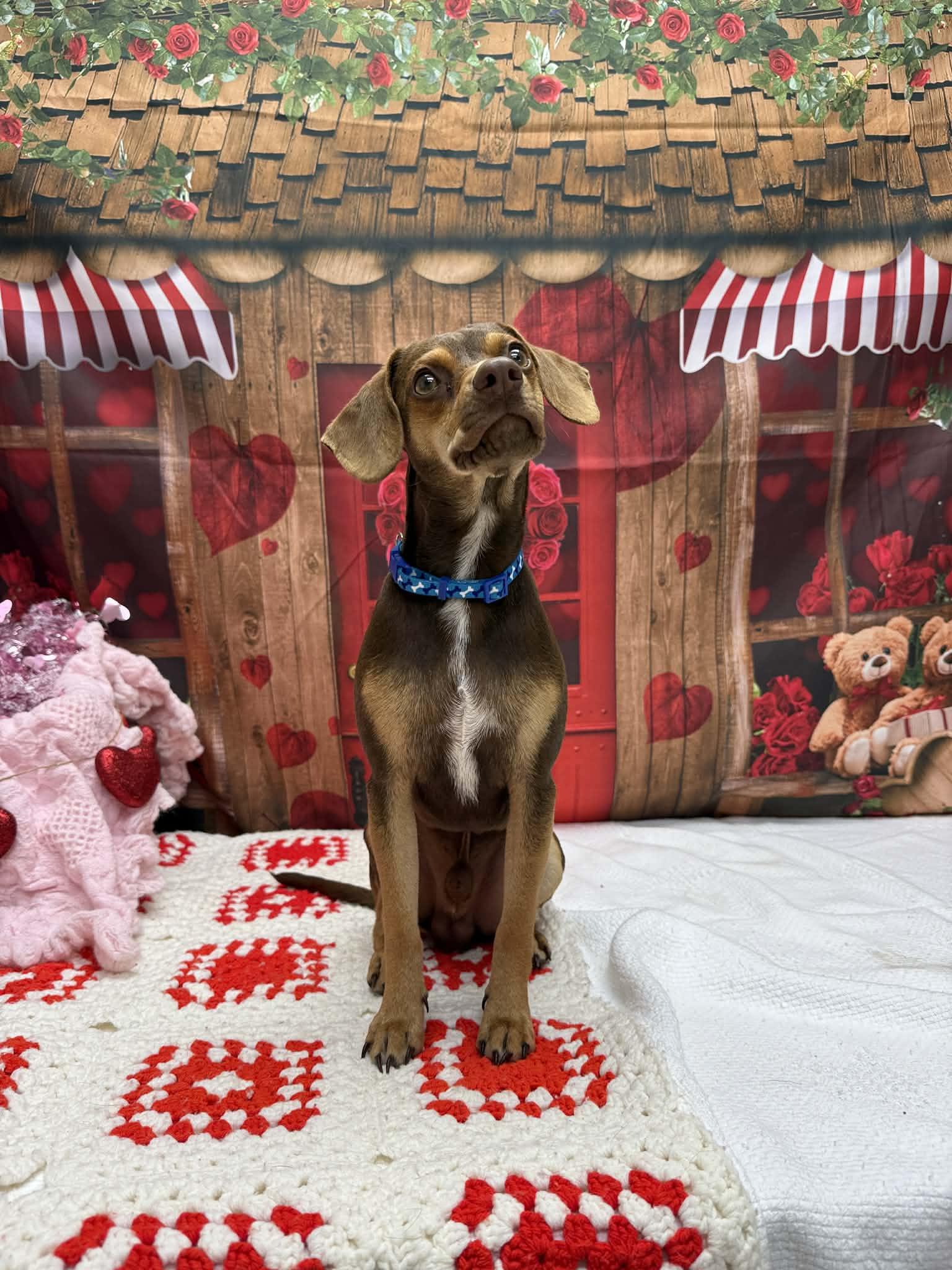 Bratwurst, an adopted mixed breed in Statesboro, GA image 5/6