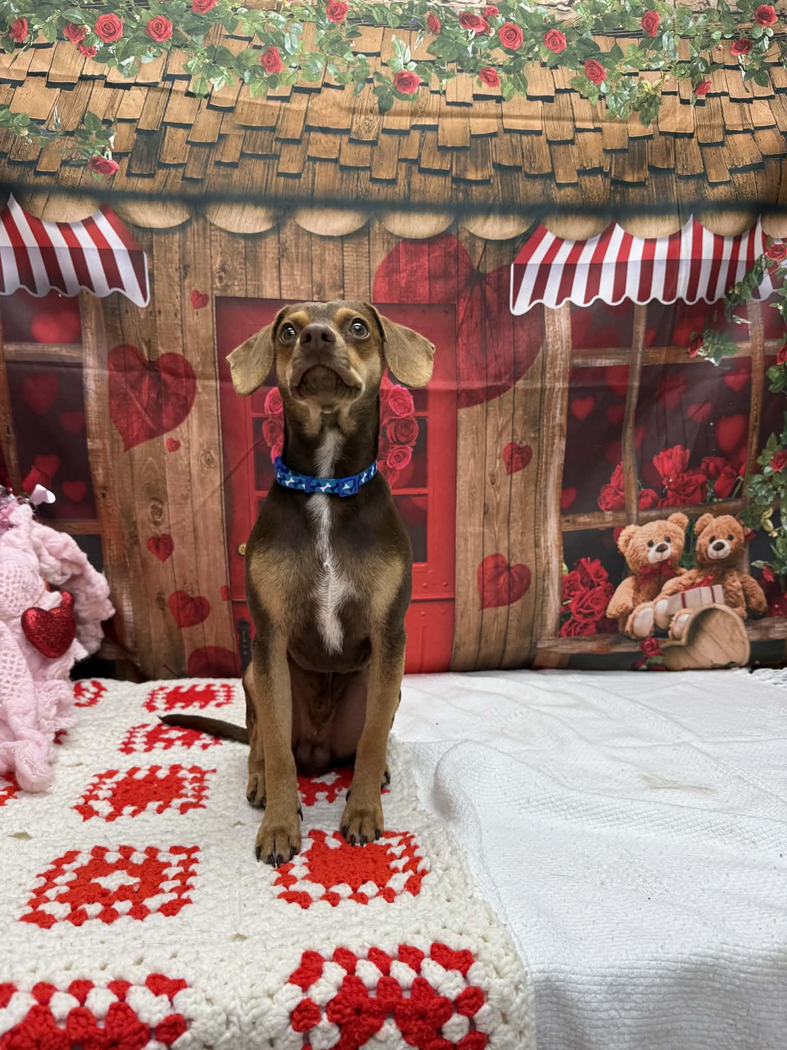 Bratwurst, an adopted mixed breed in Statesboro, GA image 2/6