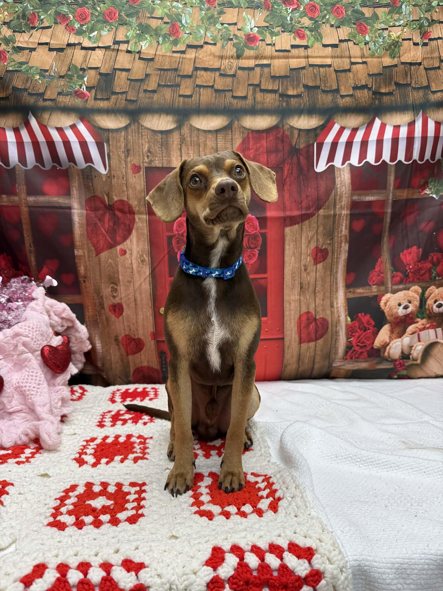 Bratwurst, an adopted mixed breed in Statesboro, GA image 6/6