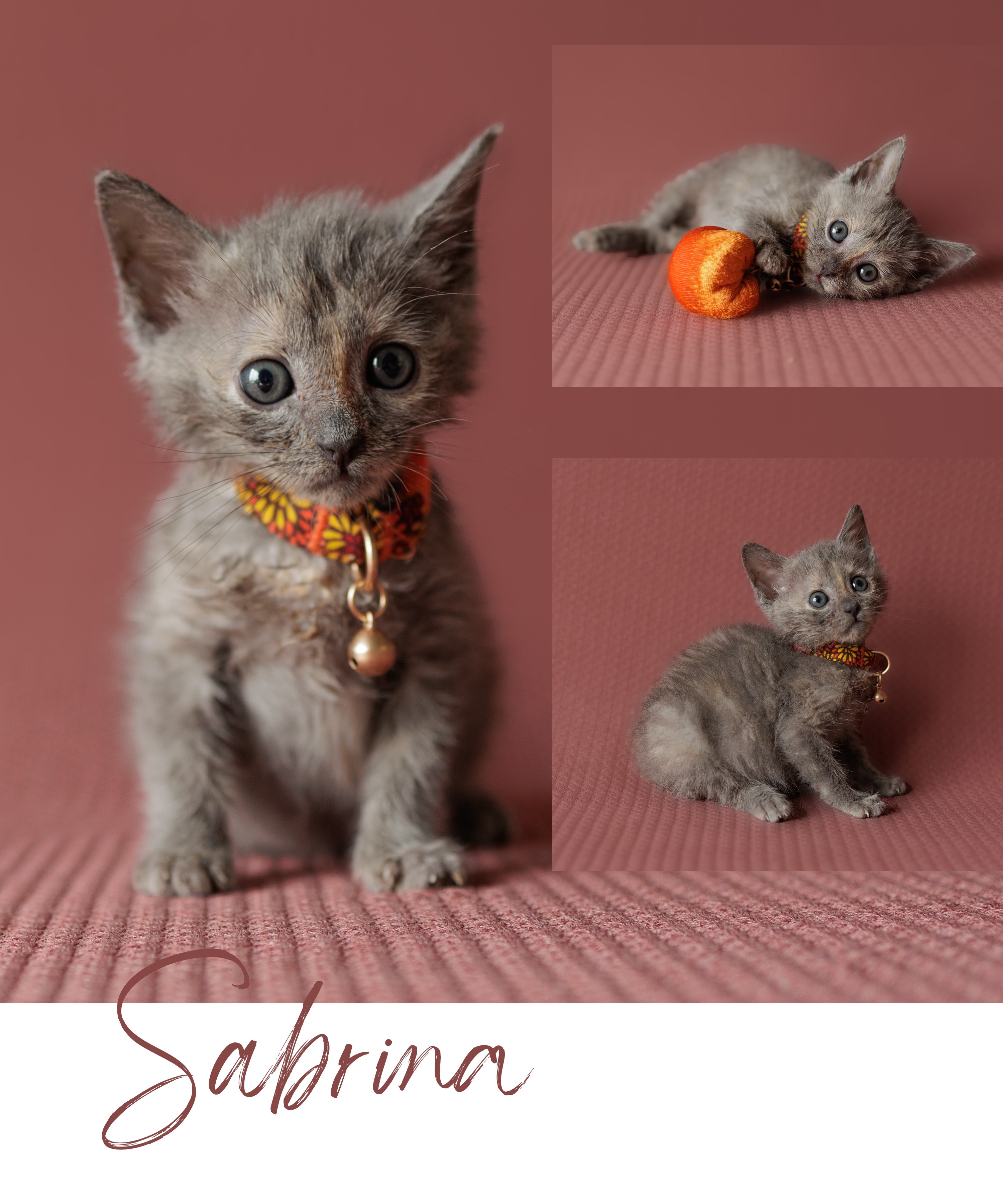 Cat for adoption Sabrina, a Dilute Tortoiseshell in San Juan