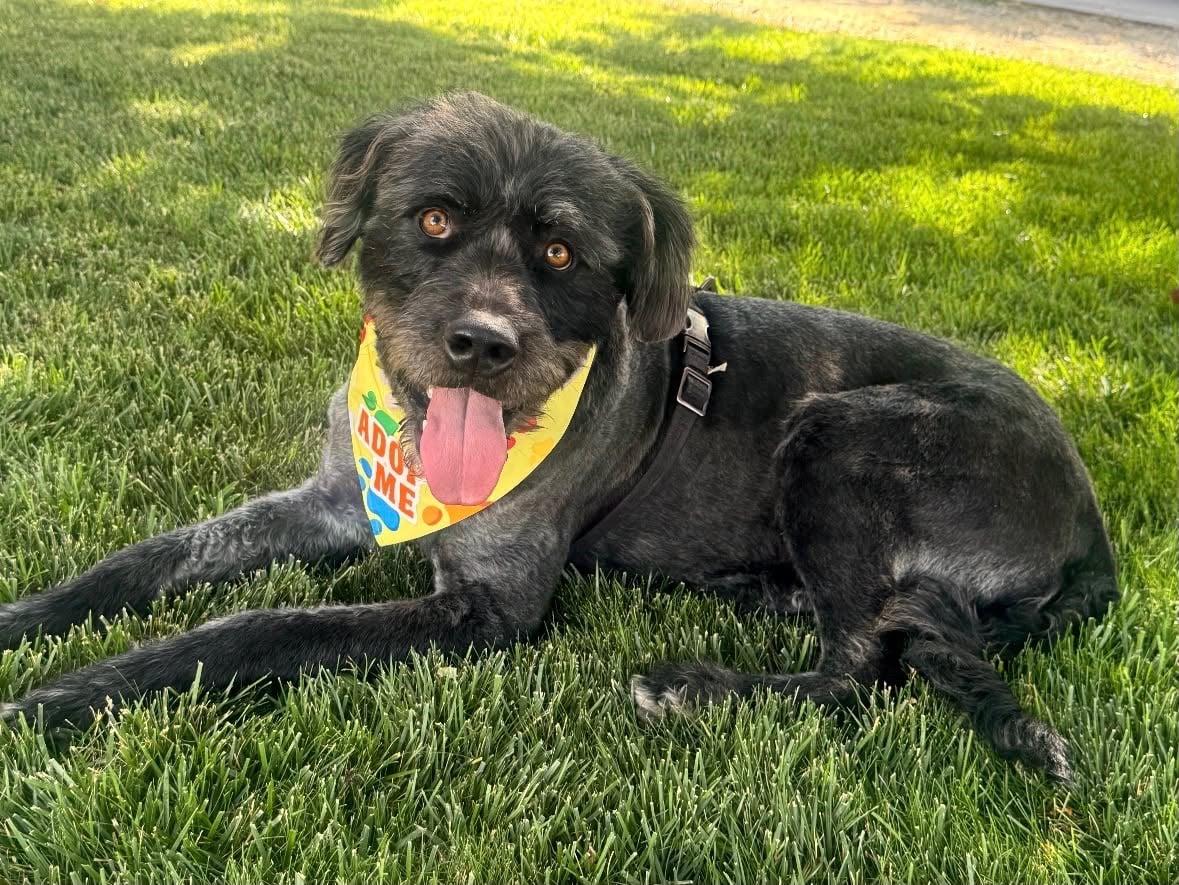 Desmond McDoodle, Adoptable, Adult Male Standard Poodle & Schnauzer.