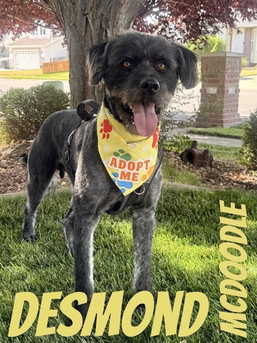 Desmond McDoodle, a Adoptable mixed breed in Salt Lake City, UT image 2/3