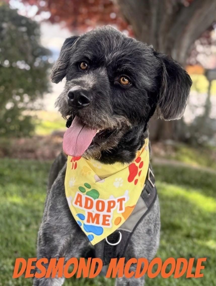 Desmond McDoodle, a Adoptable mixed breed in Salt Lake City, UT image 3/3