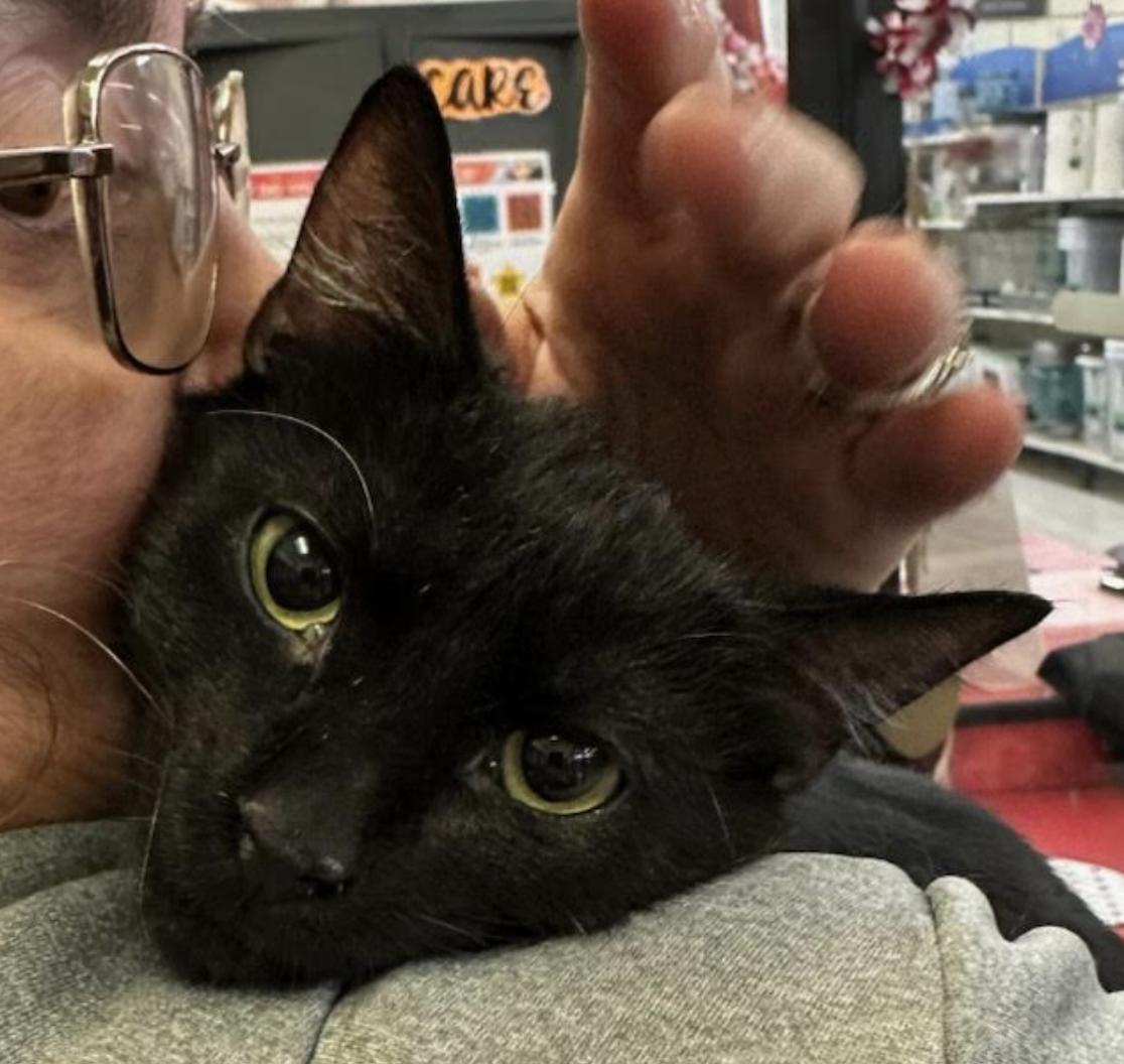 Meerkat, a ADOPTABLE Domestic Short Hair in Cincinnati, OH image 4/4