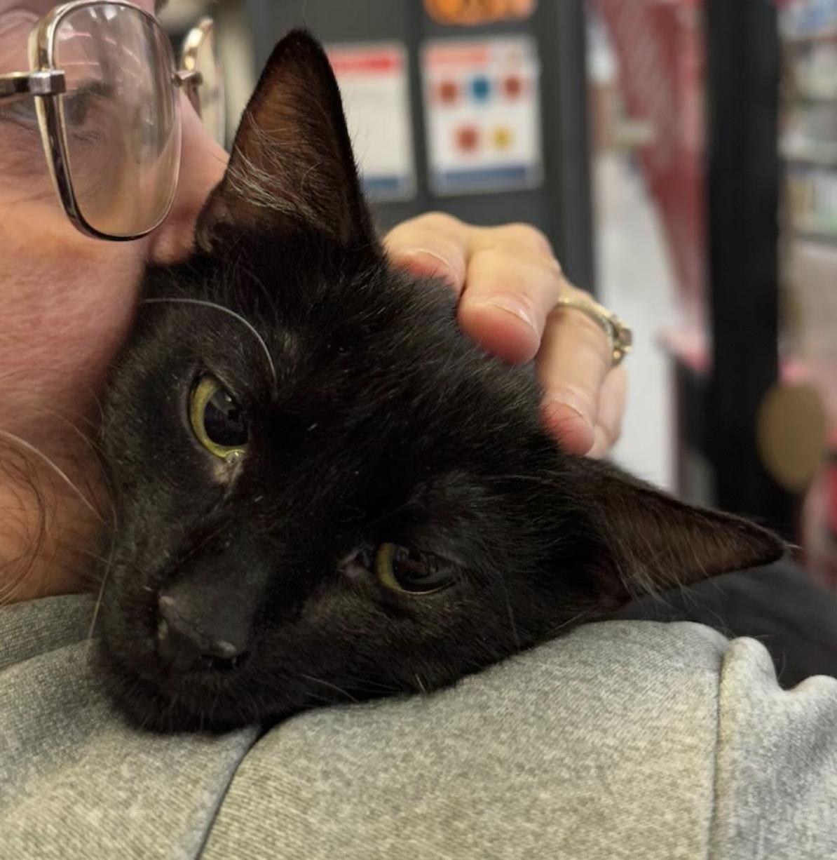 Meerkat, a ADOPTABLE Domestic Short Hair in Cincinnati, OH image 1/4