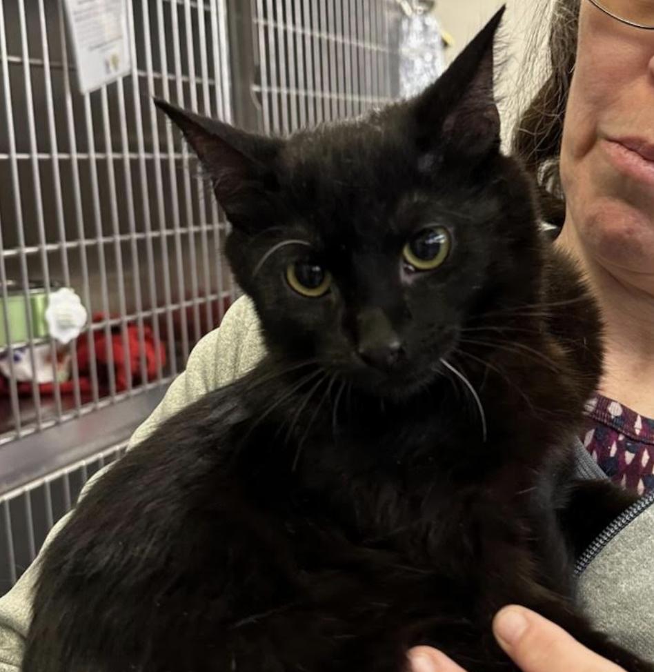 Meerkat, a ADOPTABLE Domestic Short Hair in Cincinnati, OH image 3/4