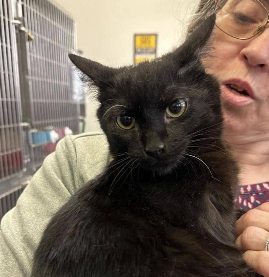 Meerkat, a ADOPTABLE Domestic Short Hair in Cincinnati, OH image 2/4