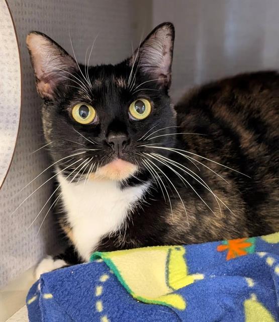 RONA, Adoptable, Adult Female Domestic Short Hair.