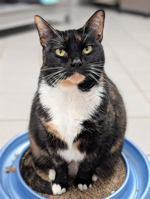 Enlarge RONA, a Adoptable Domestic Short Hair in Canfield, OH image 1/1