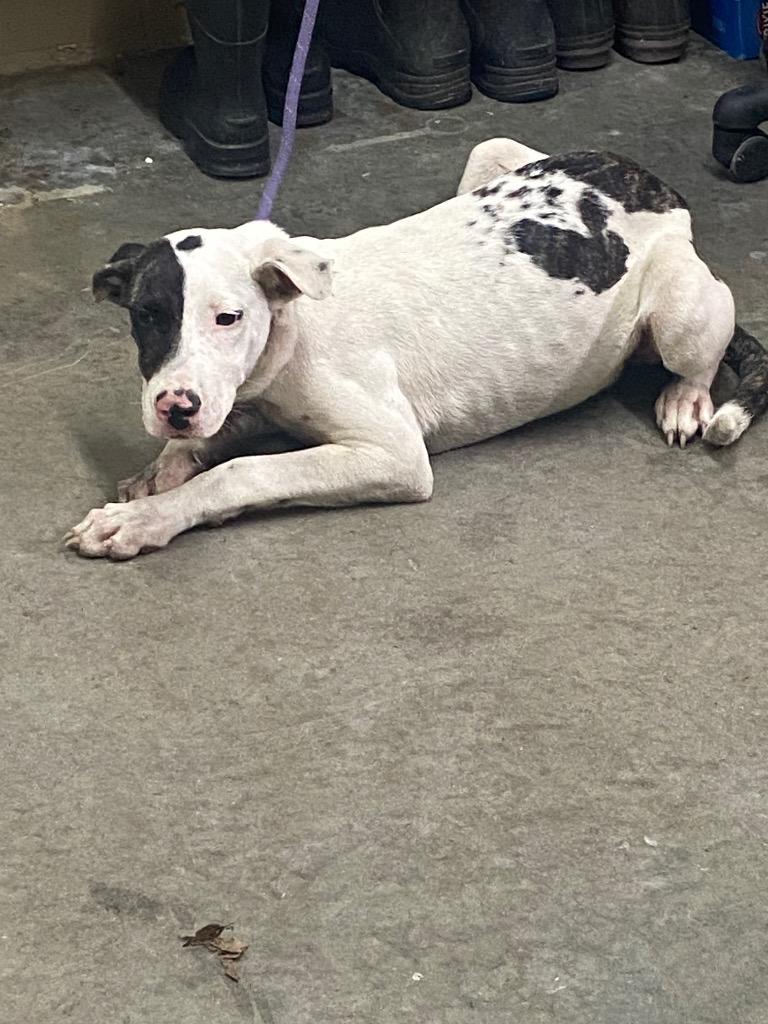 Angel, Adoptable, Adult Female Labrador Retriever.