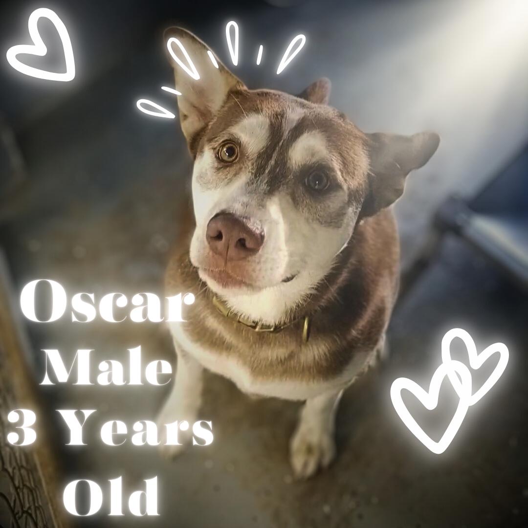 Oscar, Adult Male Husky