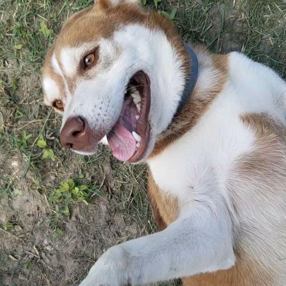 Oscar, Adoptable, Adult Male Husky & Mixed Breed.
