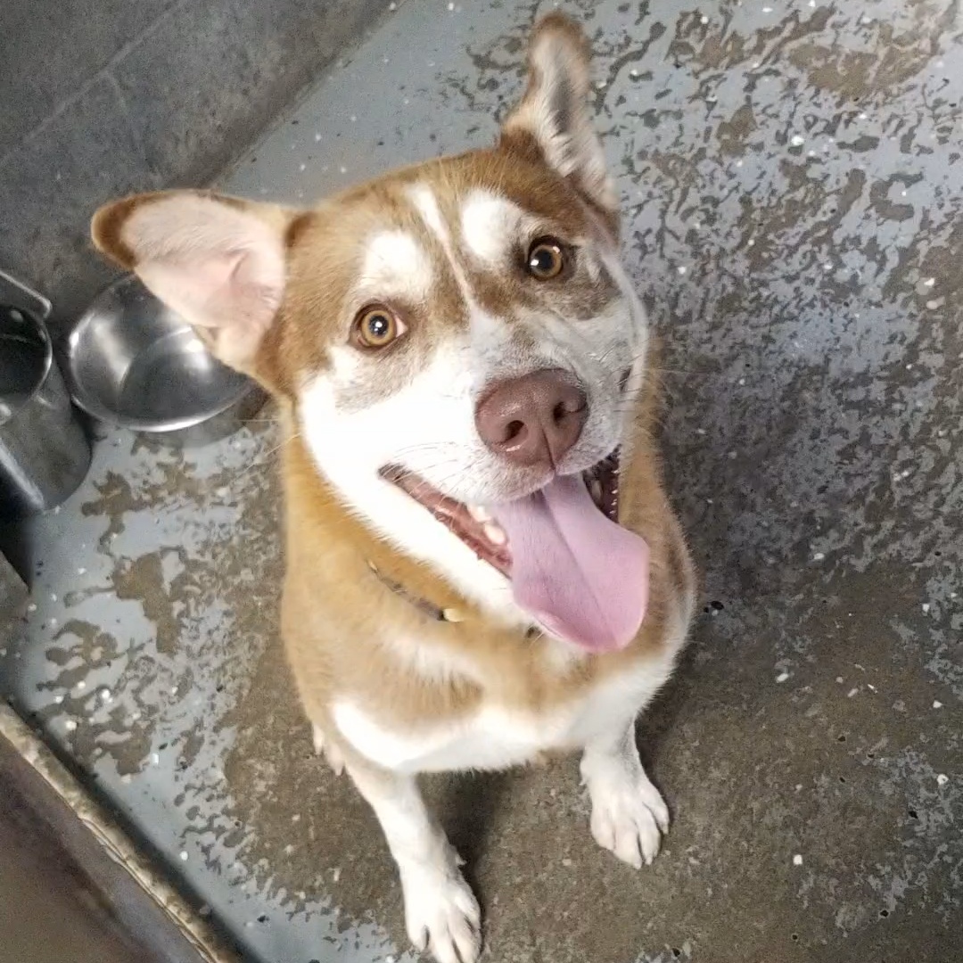 Oscar, Adoptable, Adult Male Husky & Mixed Breed.
