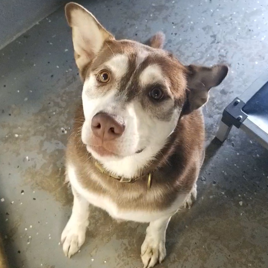 Enlarge Oscar, a Adoptable mixed breed in Aransas Pass, TX image 2/4