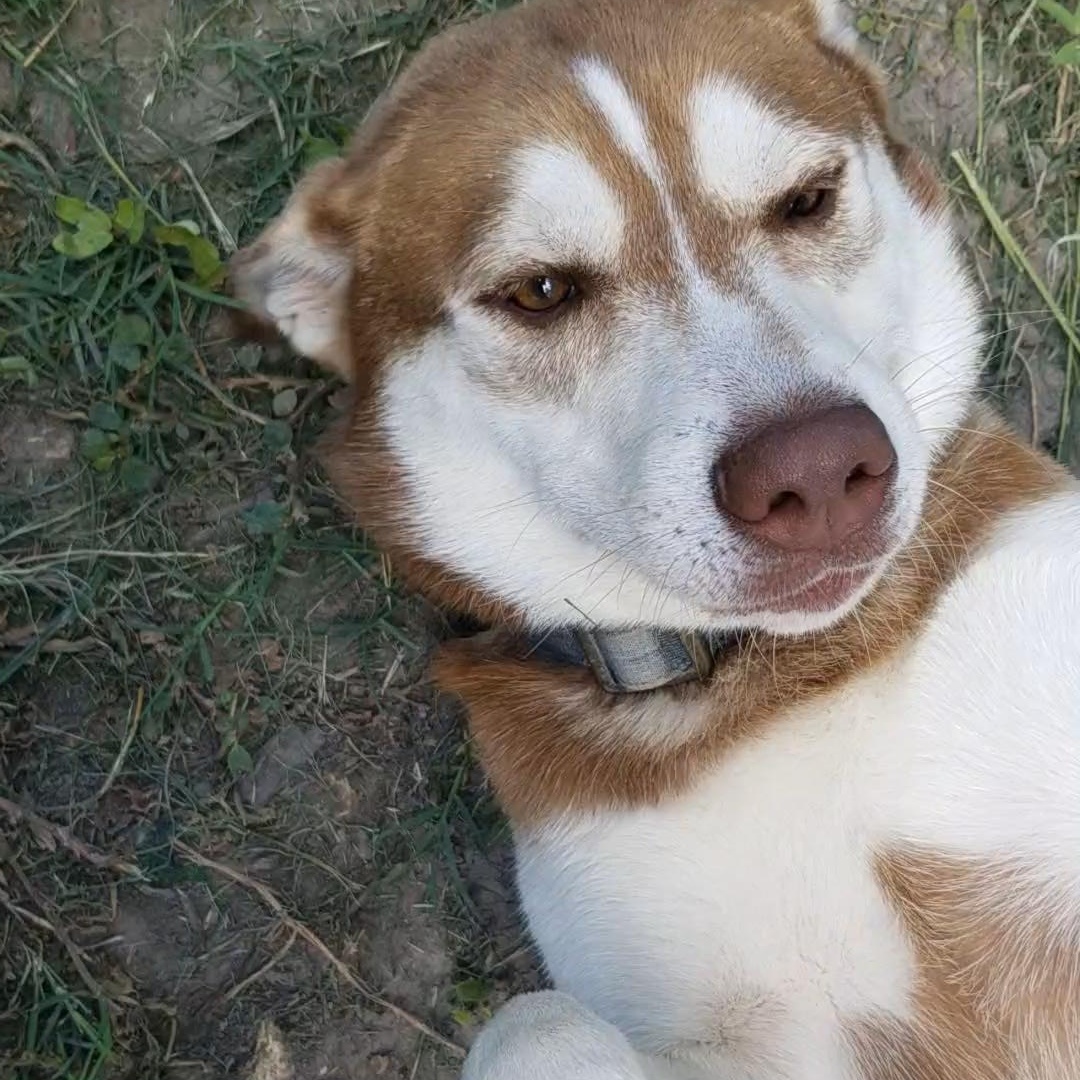 Oscar, an adoptable Husky, Mixed Breed in Aransas Pass, TX, 78335 | Photo Image 4