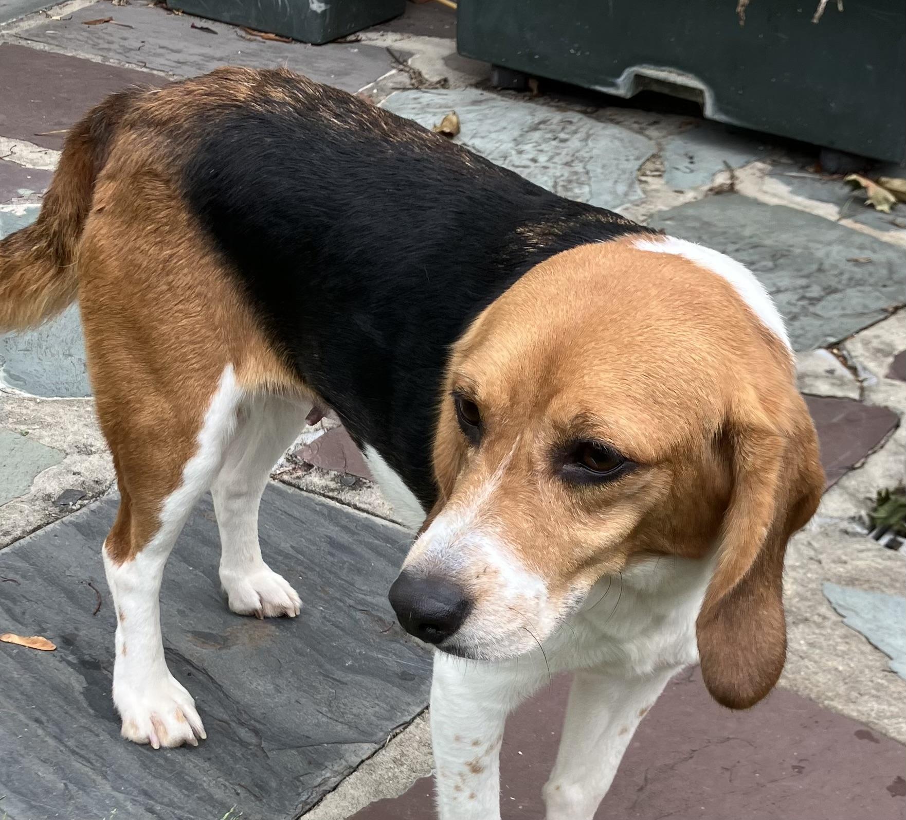 Enlarge Molly, a Adopted Beagle in South Plainfield, NJ image 2/3