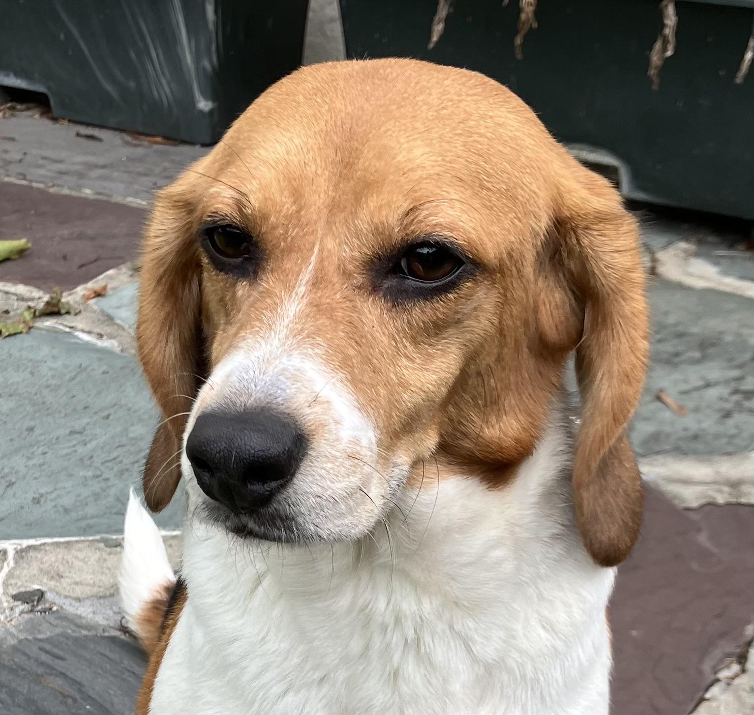 Molly, Adopted, Adult Female Beagle.
