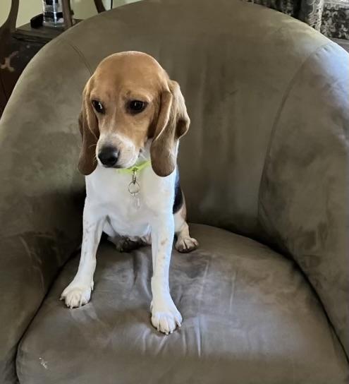 Enlarge Molly, a Adopted Beagle in South Plainfield, NJ image 3/3