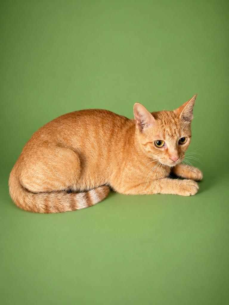 Orange, Adopted, Kitten Male Abyssinian.