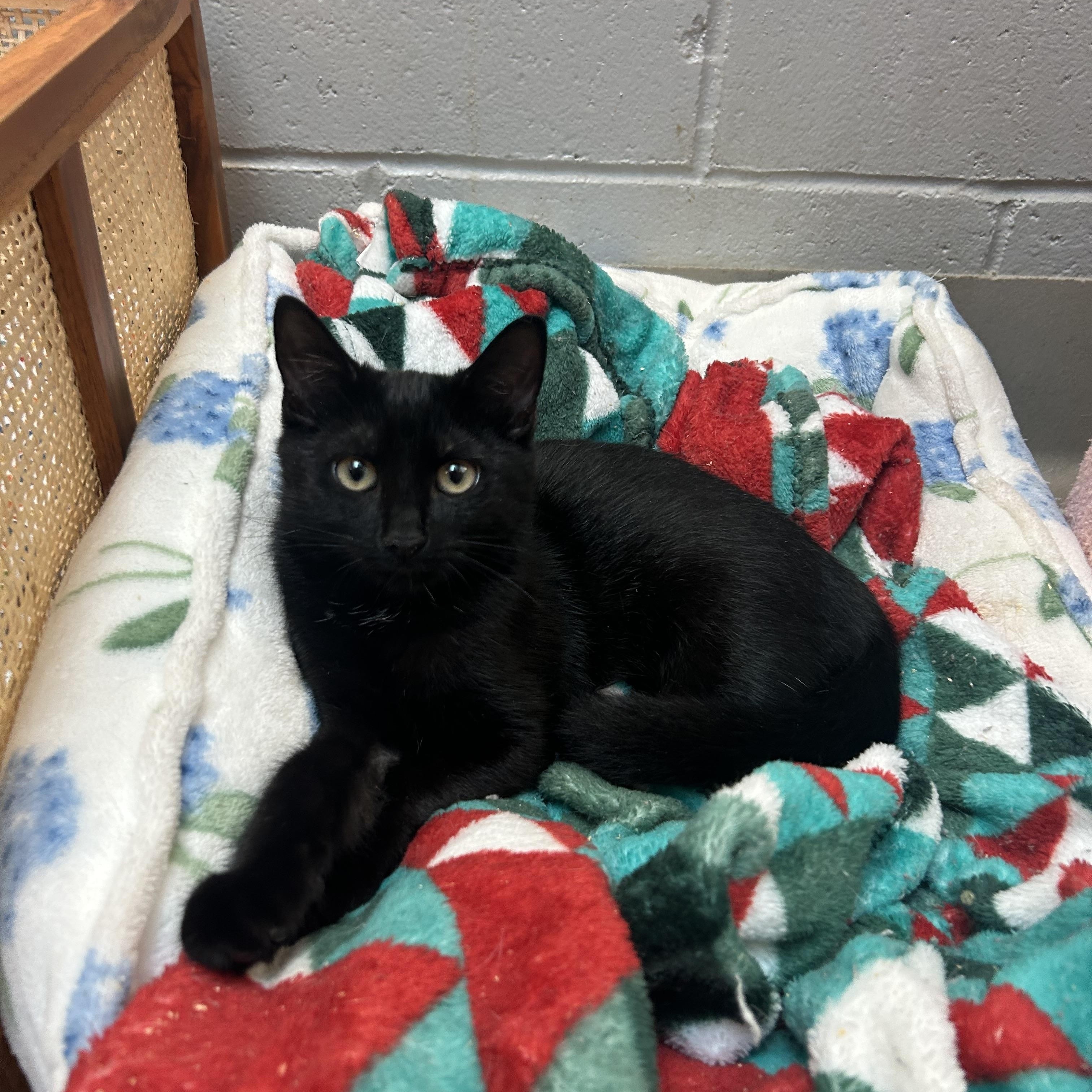 Hanna, ADOPTABLE, Young Female Domestic Short Hair.